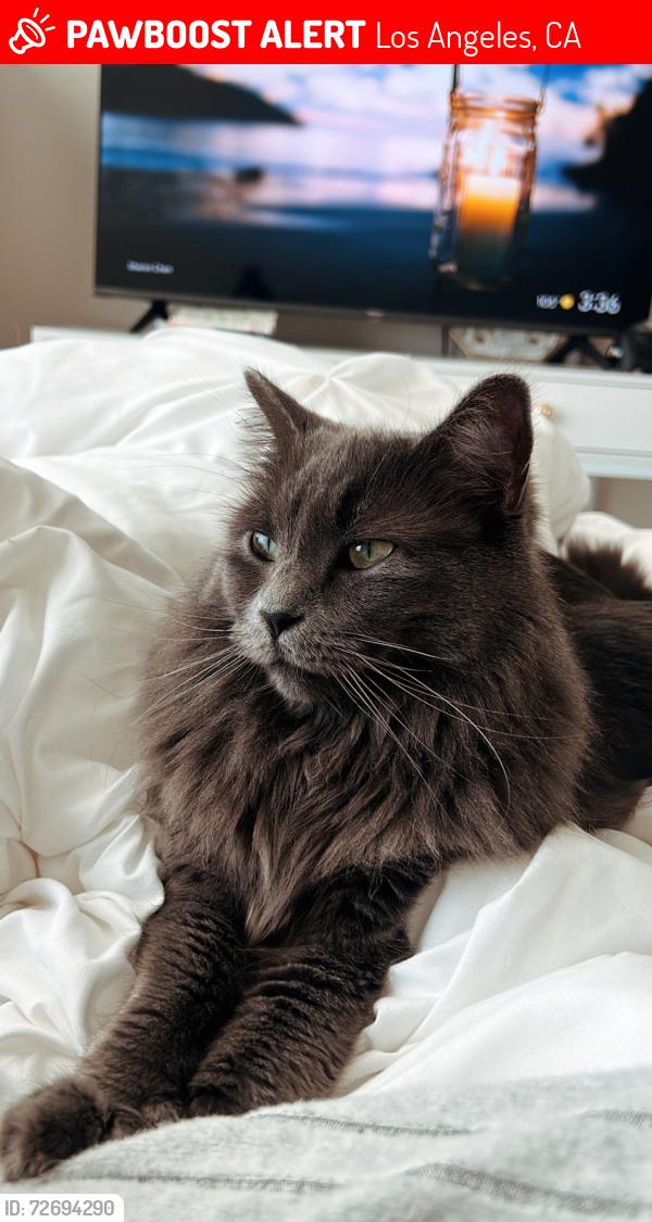 Lost Female Cat last seen At my exes  in the apmt center , Los Angeles, CA 91606