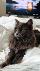 Lost Female Cat last seen At my exes  in the apmt center , Los Angeles, CA 91606