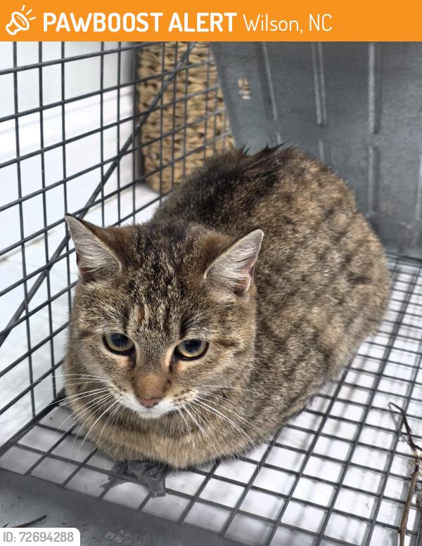 Found/Stray Female Cat last seen Near the fast food restaurants, Wilson, NC 27896