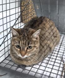 Found/Stray Female Cat last seen Near the fast food restaurants, Wilson, NC 27896