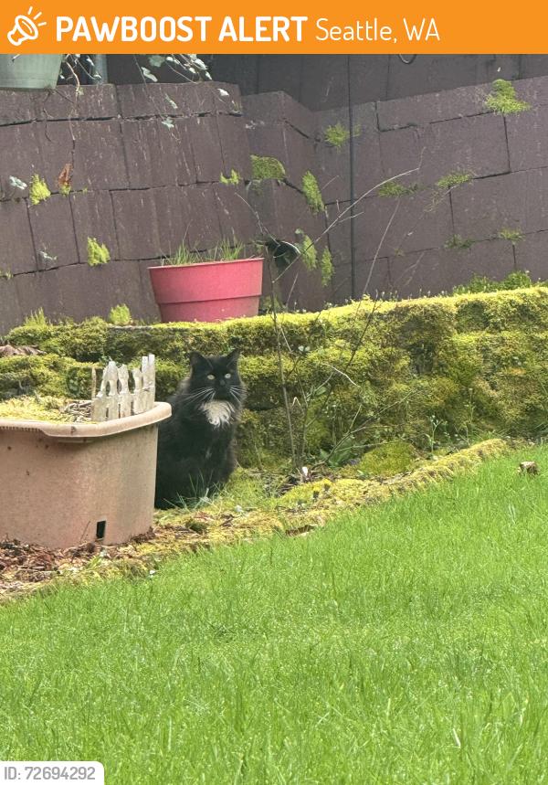 Found/Stray Unknown Cat last seen Military road and 122nd st, Seattle, WA 98168