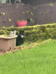 Found/Stray Unknown Cat last seen Military road and 122nd st, Seattle, WA 98168