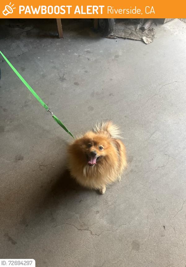 Found/Stray Male Dog last seen Camino real, Riverside, CA 92509