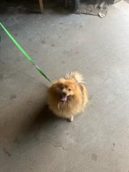 Found/Stray Male Dog last seen Camino real, Riverside, CA 92509