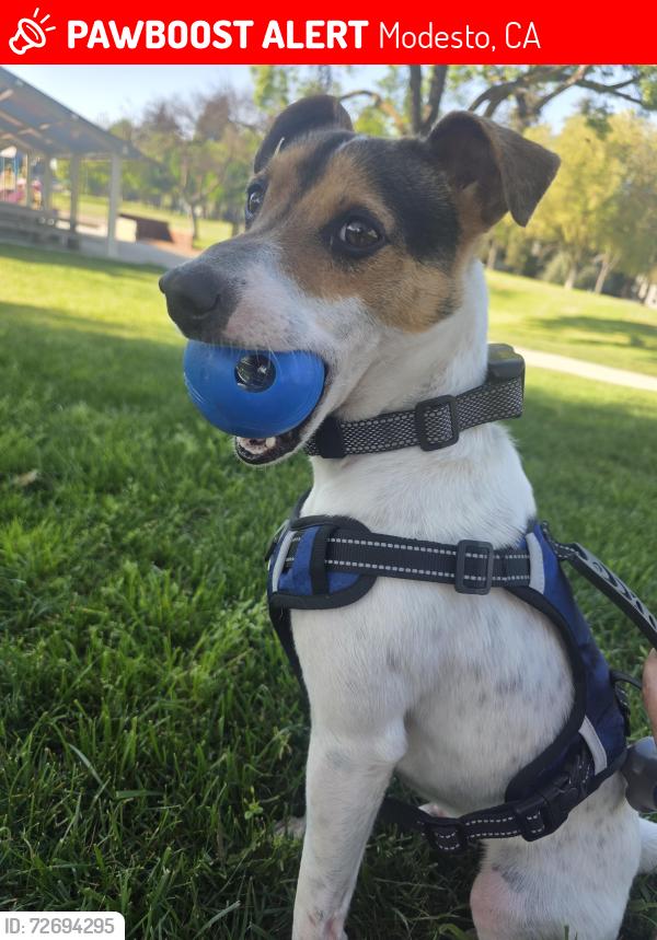 Lost Male Dog last seen In front of the 7th St mini mart, Modesto, CA 95351