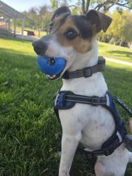 Lost Male Dog last seen In front of the 7th St mini mart, Modesto, CA 95351