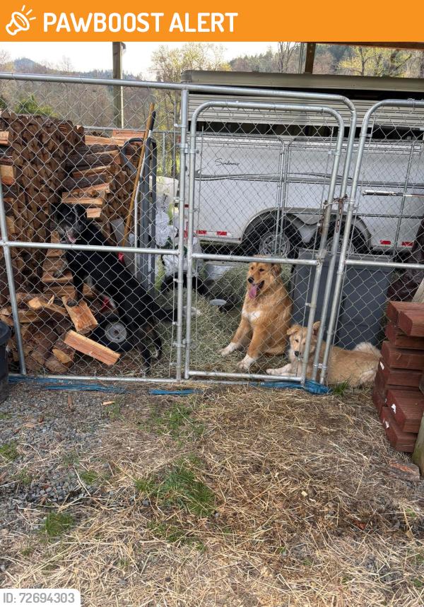 Found/Stray Unknown Dog last seen Thompson creek, Josephine County, OR 97527