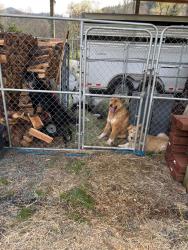 Found/Stray Unknown Dog last seen Thompson creek, Josephine County, OR 97527