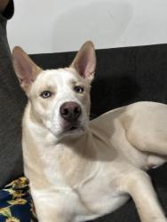 Found/Stray Male Dog last seen Dominguez hills college, Carson, CA 90746