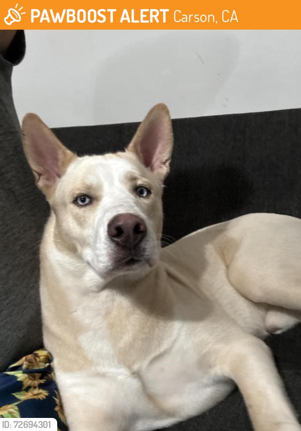 Found/Stray Male Dog last seen Dominguez hills college, Carson, CA 90746