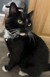 Lost Male Cat last seen Bertha Blvd and Barber Blvd by Burlingame View cndmniums and Burlingame Fred Meyers Portland, OR 97219, Portland, OR 97219