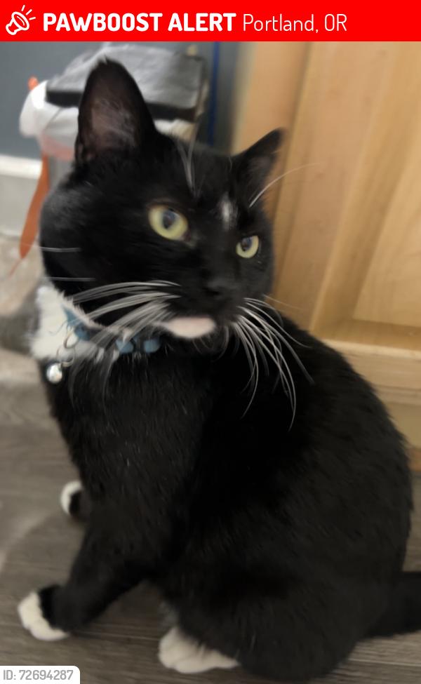 Lost Male Cat last seen Bertha Blvd and Barber Blvd by Burlingame View cndmniums and Burlingame Fred Meyers Portland, OR 97219, Portland, OR 97219