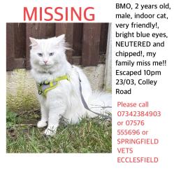 Lost Male Cat last seen Tavern pub , South Yorkshire, England S5 9GY