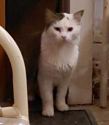 Found/Stray Male Cat last seen Rock Pillar Rd, Johnston County, NC 27520