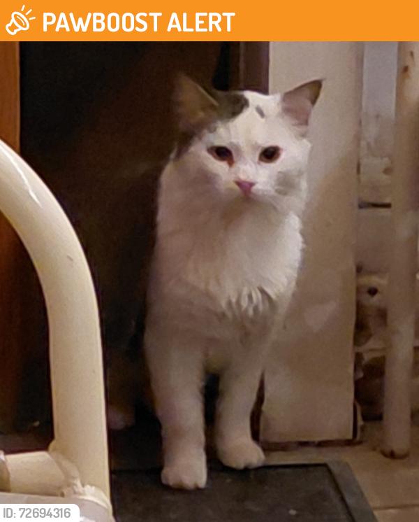 Found/Stray Male Cat last seen Rock Pillar Rd, Johnston County, NC 27520