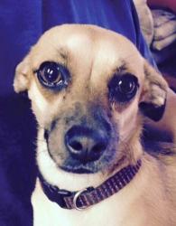 Lost Female Dog last seen Louise Ave Harlannrd, Lathrop, CA 95330