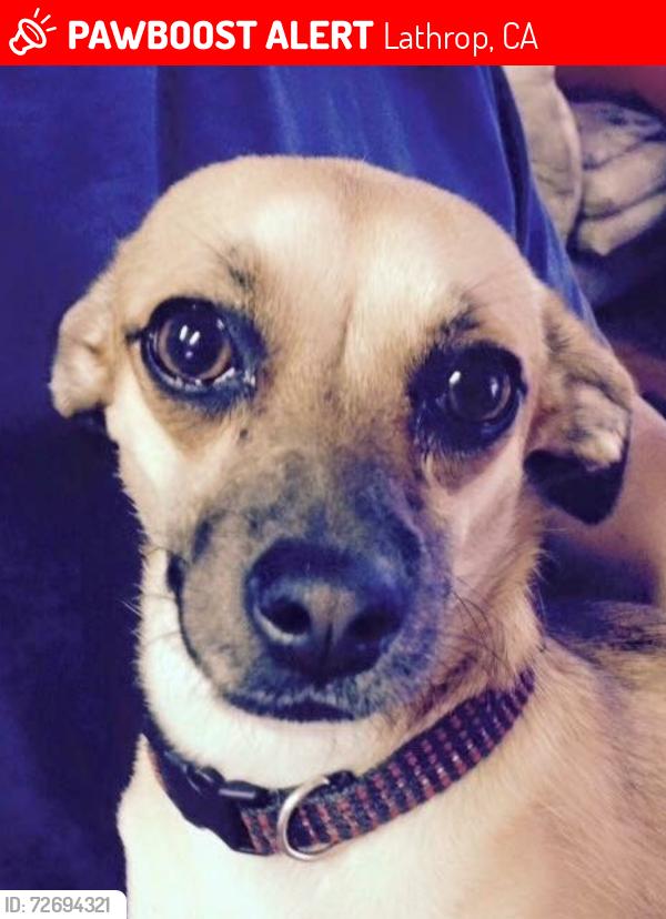 Lost Female Dog last seen Louise Ave Harlannrd, Lathrop, CA 95330