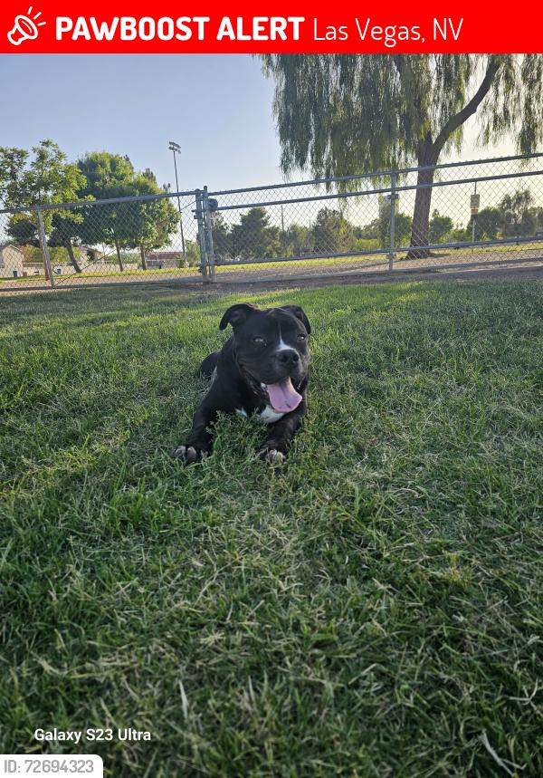 Lost Male Dog last seen Harmon and Mountain Vista, Las Vegas, NV 89121