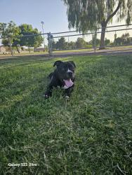 Lost Male Dog last seen Harmon and Mountain Vista, Las Vegas, NV 89121