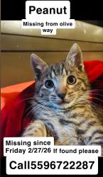 Lost Male Cat last seen Crawford , Dinuba, CA 93618