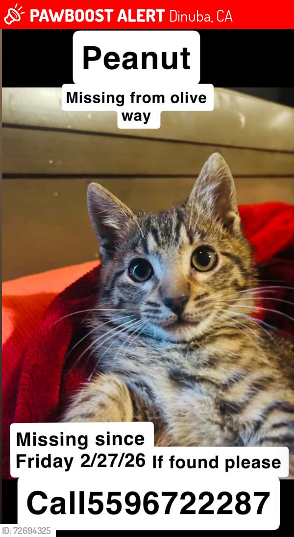 Lost Male Cat last seen Crawford , Dinuba, CA 93618