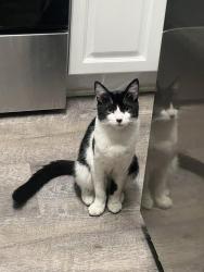 Lost Male Cat last seen Merril and citrus avenue, Fontana, CA 92335