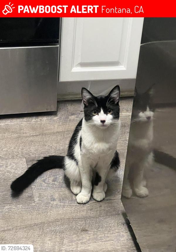 Lost Male Cat last seen Merril and citrus avenue, Fontana, CA 92335