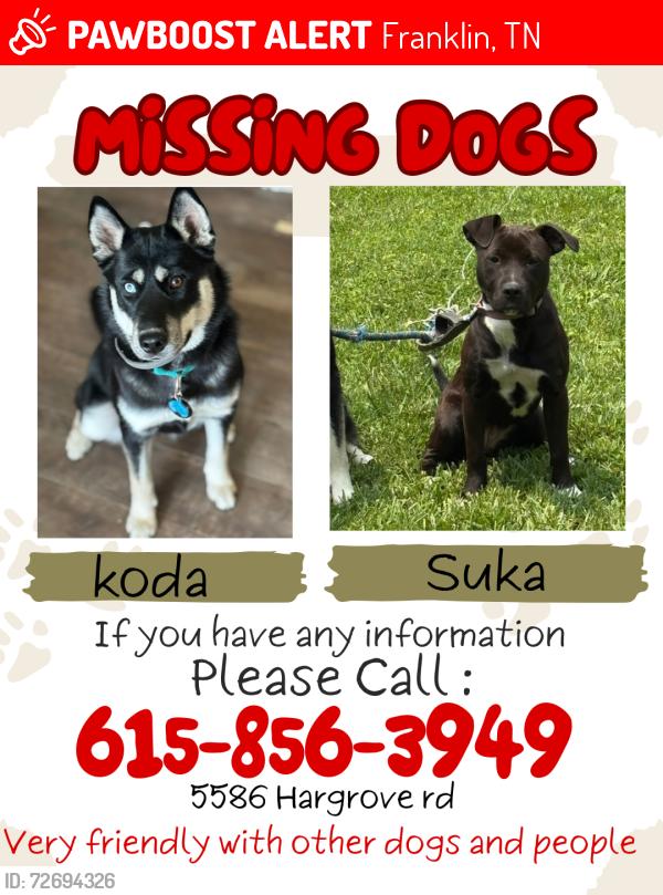 Lost Female Dog last seen Franklin/Leipers fork, tn, Franklin, TN 37064