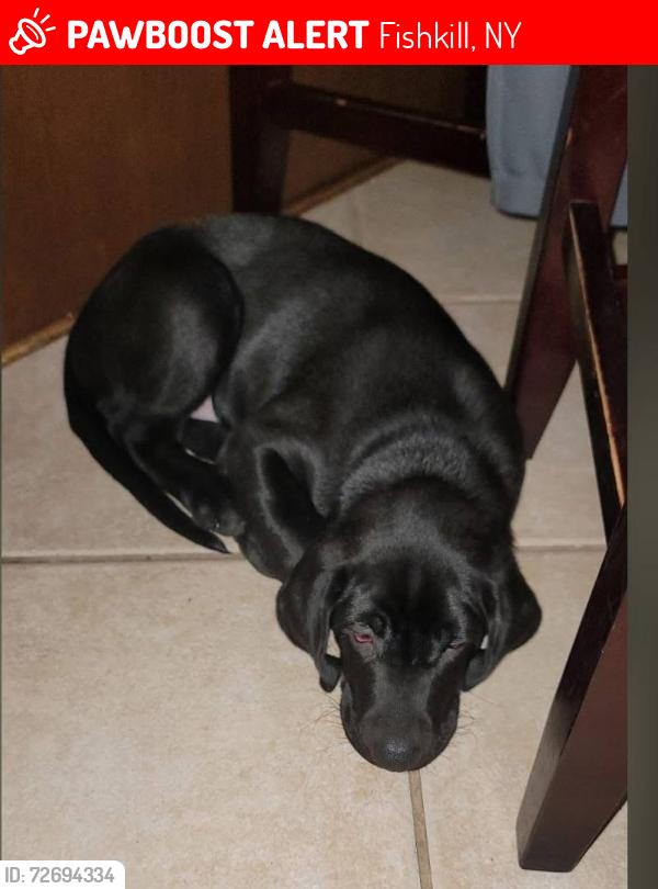 Lost Male Dog last seen Oak Meadows Trailer Park, Fishkill, NY 12508