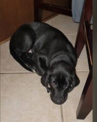 Lost Male Dog last seen Oak Meadows Trailer Park, Fishkill, NY 12508