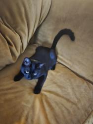 Lost Male Cat last seen S wayside dr, Houston, TX 77003
