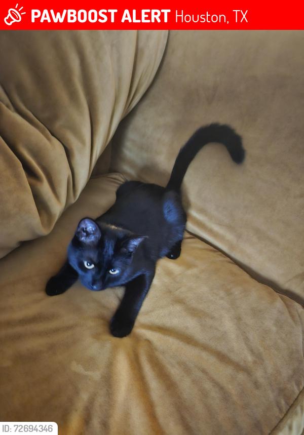 Lost Male Cat last seen S wayside dr, Houston, TX 77003