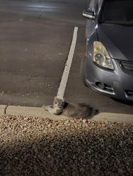 Found/Stray Unknown Cat last seen Avana apmts , Tempe, AZ 85282