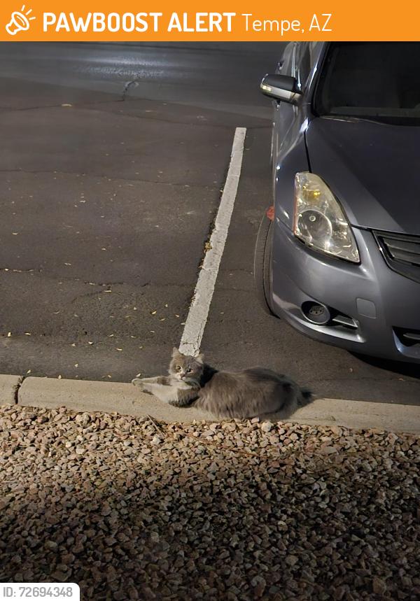 Found/Stray Unknown Cat last seen Avana apmts , Tempe, AZ 85282