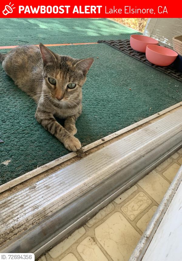 Lost Female Cat last seen Case street / Churchill, Lake Elsinore, CA 92530