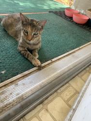 Lost Female Cat last seen Case street / Churchill, Lake Elsinore, CA 92530