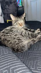 Lost Male Cat last seen Barberry Dr , Hopkinsville, KY 42240