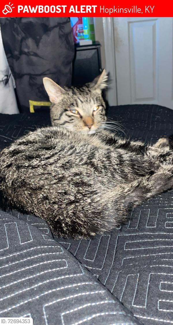 Lost Male Cat last seen Barberry Dr , Hopkinsville, KY 42240
