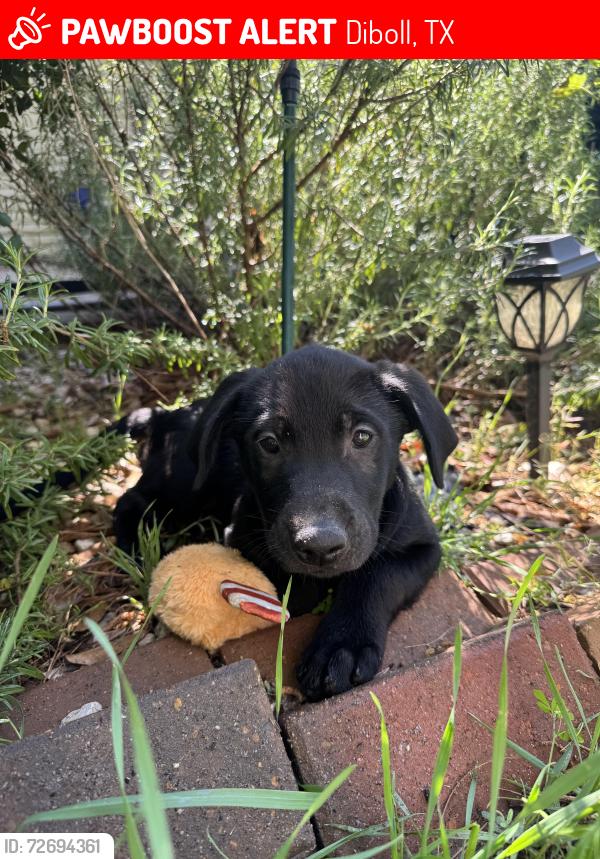 Lost Male Dog last seen Diboll Golf Course , Diboll, TX 75941