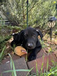 Lost Male Dog last seen Diboll Golf Course , Diboll, TX 75941