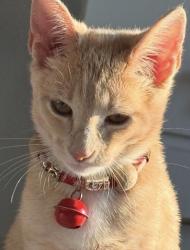 Lost Female Cat last seen 109th and Sheffield street Omaha , Omaha, NE 68142