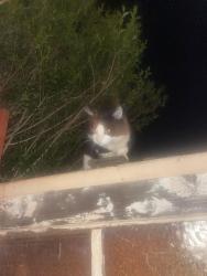 Found/Stray Unknown Cat last seen Manila market, Excelsior District , San Francisco, CA 94112
