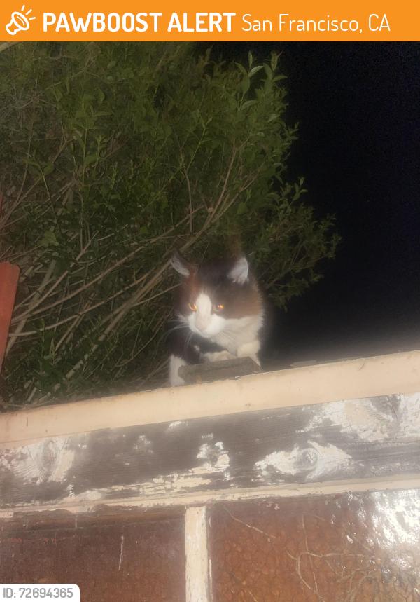 Found/Stray Unknown Cat last seen Manila market, Excelsior District , San Francisco, CA 94112