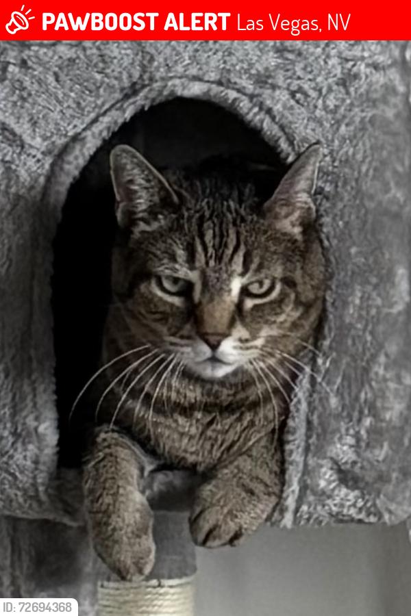 Lost Male Cat last seen Near airport on Rancho , Las Vegas, NV 89130