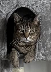 Lost Male Cat last seen Near airport on Rancho , Las Vegas, NV 89130
