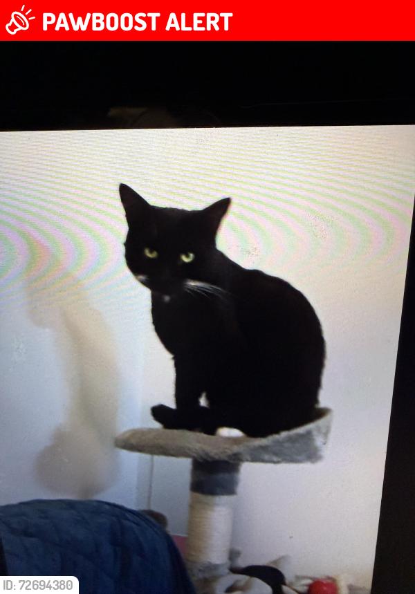 Lost Male Cat last seen Ub67ad, Perivale, England UB6 7AD