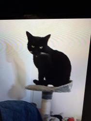Lost Male Cat last seen Ub67ad, Perivale, England UB6 7AD