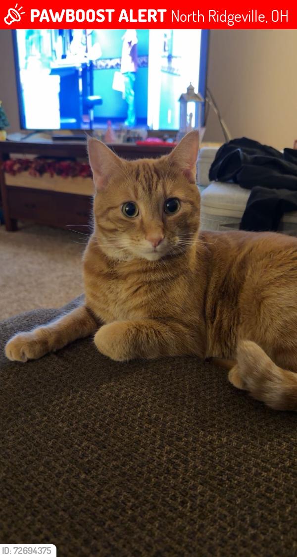 Lost Male Cat last seen Stoney Lake Dr. , North Ridgeville, OH 44039