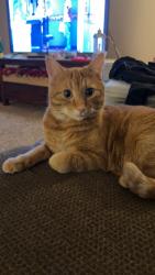 Lost Male Cat last seen Stoney Lake Dr. , North Ridgeville, OH 44039