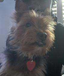 Lost Male Dog last seen Near little Hampton ct se near Popeyes , Atlanta, GA 30354